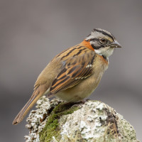 Rufous-collared Sparrow